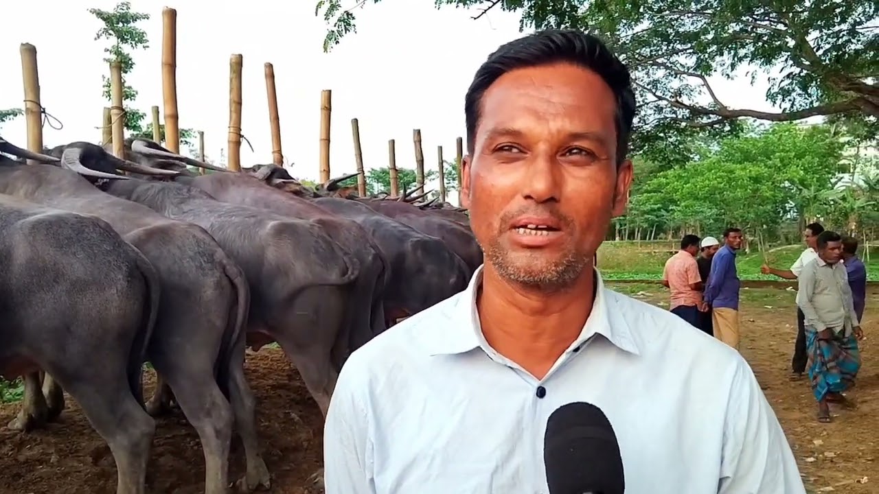 মহিষ এবং গরুর জন্য বিখ্যাত | ব্রাহ্মণ বাজার | শত বছরের পুরনো বাজার |