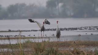 The Sarus Romance !!!!  To see a pair of dancing sarus  cranes !!! Priceless .. 