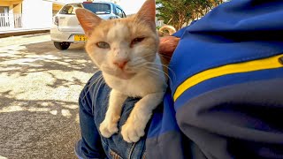 頼まれてもないのにダメージジーンズを作り続ける野良猫