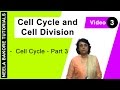 Cell Cycle & Cell Division - Cell Cycle - Part 3