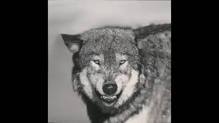 Kurt Ulumasi Bağimlilik Yapar Wolf Kurt