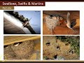 County Swift Survey 2020 Information Video