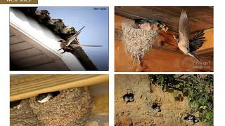 County Swift Survey 2020 Information Video by BirdWatchIreland 846 views 3 years ago 36 minutes