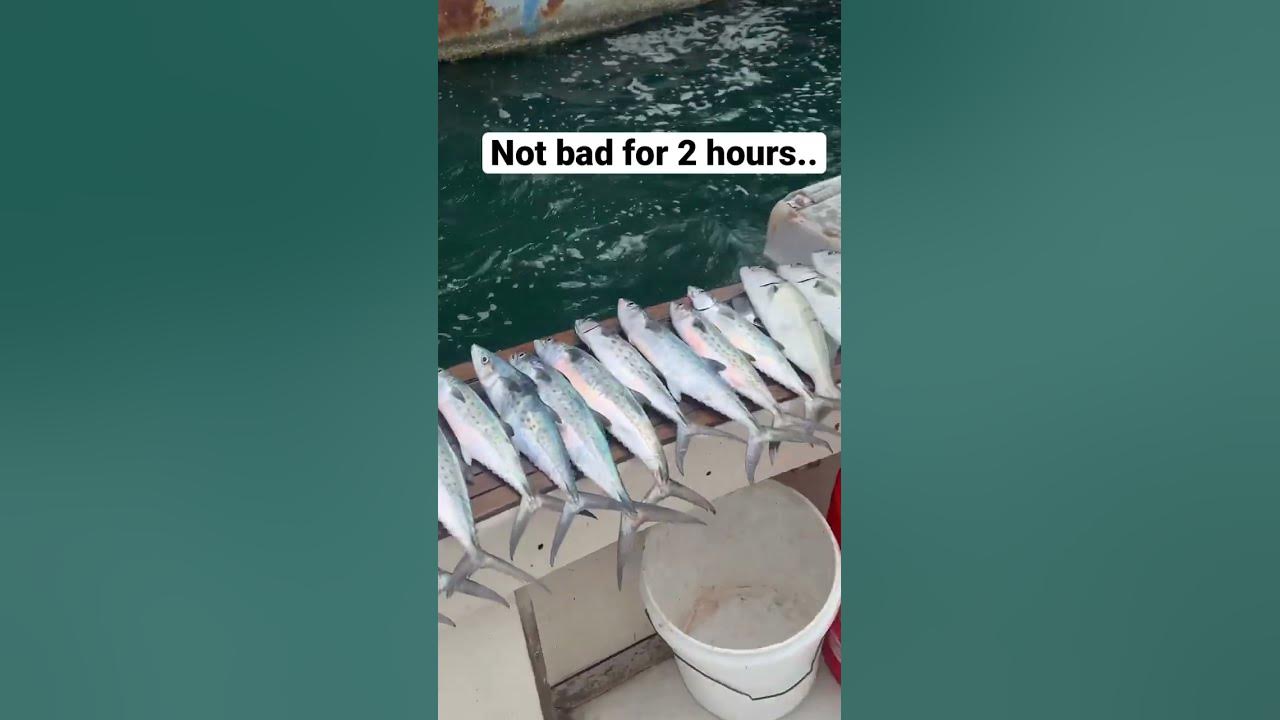 SPANISH MACKERAL YouTube