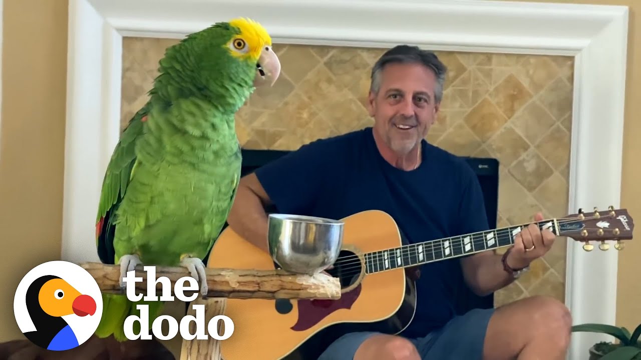 Parrot Insists On Singing Whenever Dad Plays Guitar   The Dodo Soulmates