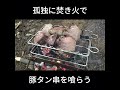 誰にも邪魔されない焚き火メシ ～豚タン串を喰らう～ #焚き火#campfire #campfirecooking #outdoorcooking #bushcraft #asmr