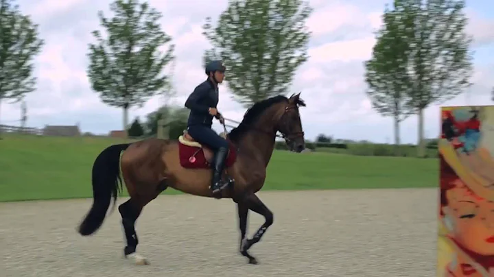 Exclusive Breeding Stallions - Apardi - Corland x ...