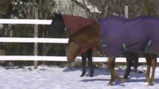 H.O.R.S.E OF CT WMV