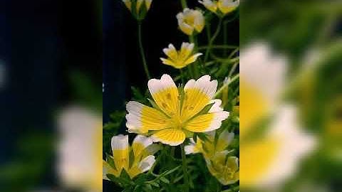 ما تيسر من القرآن من سورة الأنعام (إنما يستجيب الذين يسمعون) بصوت العبد الفقير