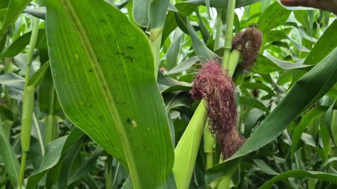 Mga Dapat Masubaybayan sa Paglaki ng Mais