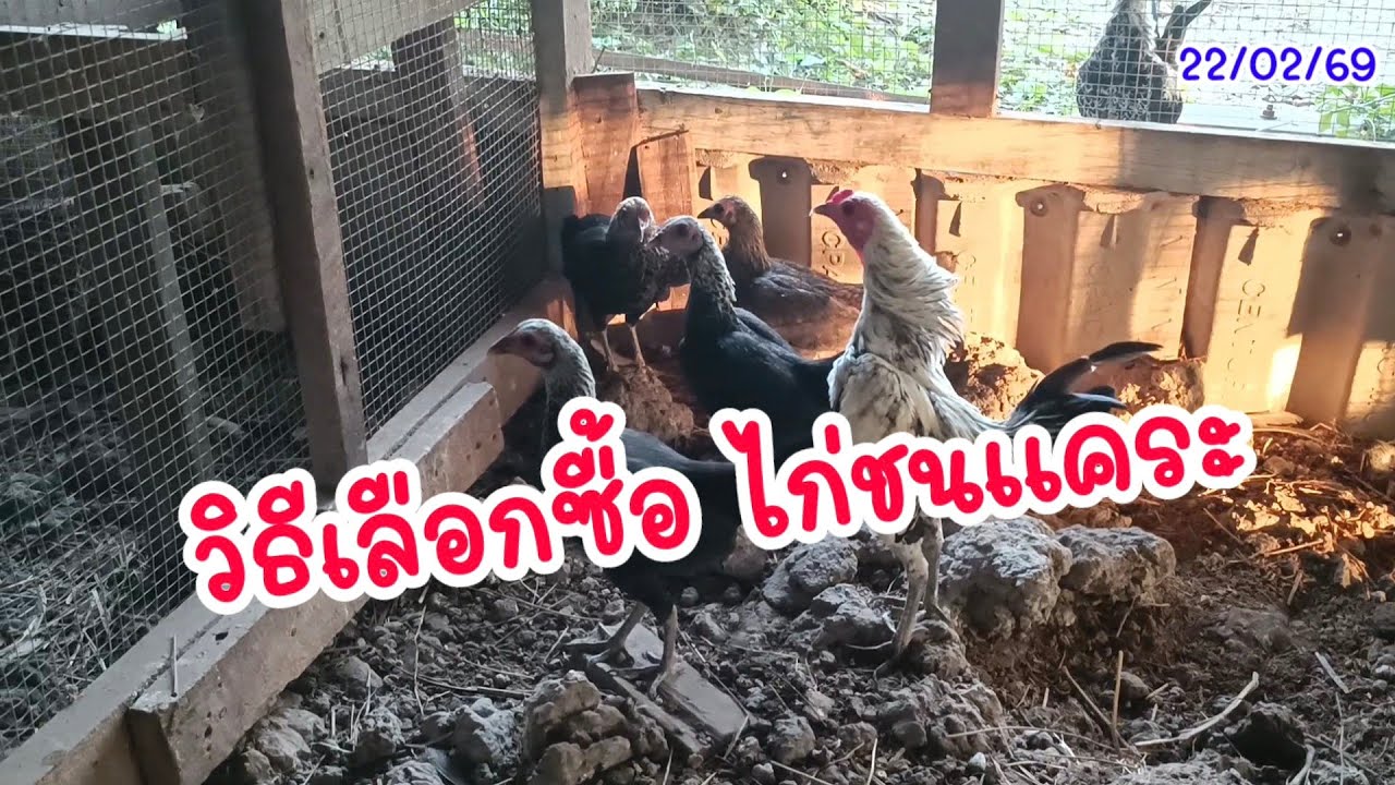 วิธีเลือกซื้อไก่ชนแคระ (22/02/69) #ไก่ชนแคระ