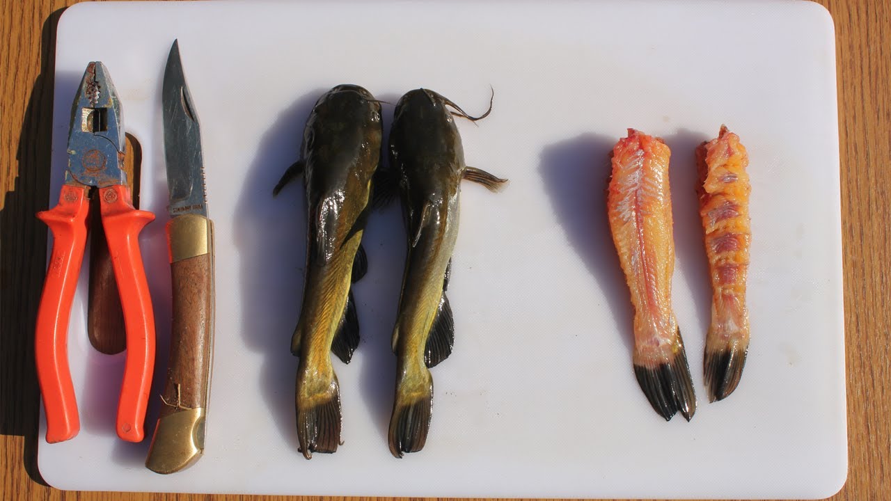 Kako da očistite ribu cverglana? (Najbolji i najjednostavniji način čišćenja cverglana)