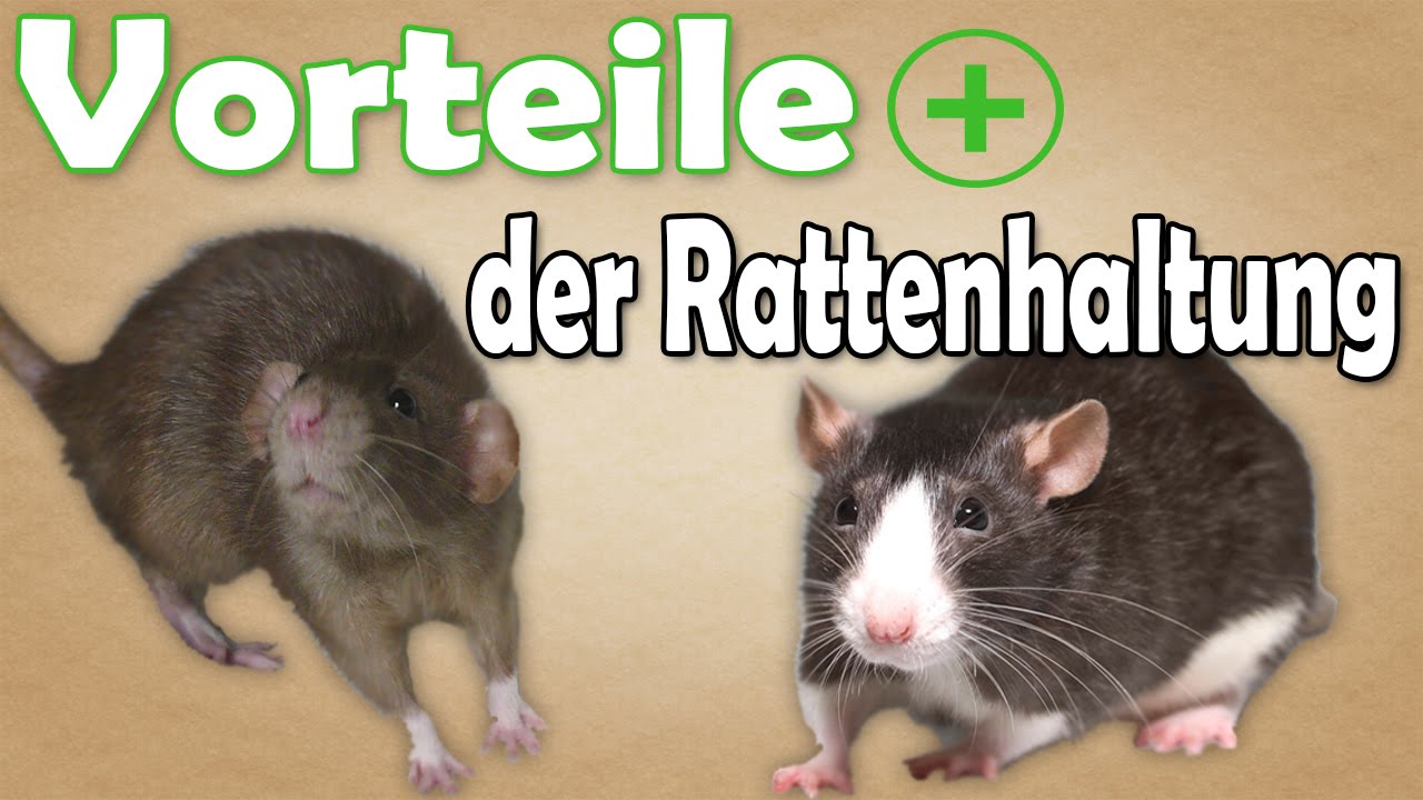 Haustier Ratten Mindestanforderungen Für Die Haltung Von Ratten – QKZIZV