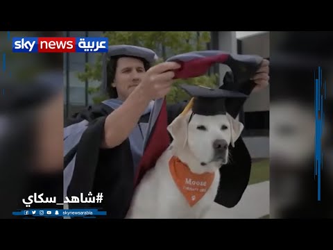 فيديو: كلب خدمة Loyal Service يحصل على دبلوم فخرية من جامعة كلاركسون