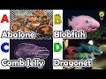 Learn Ocean Animal Names | ABC Sea Animals song | Most Popular Sea Creatures | Alphabets Kids Song