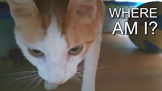 How to introduce cats to each other - when Cody met Fred (part 1)