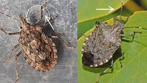Rough Stink Bug In Autumn!! Why Stink Bug! How to Identify! Amazing Experiment!