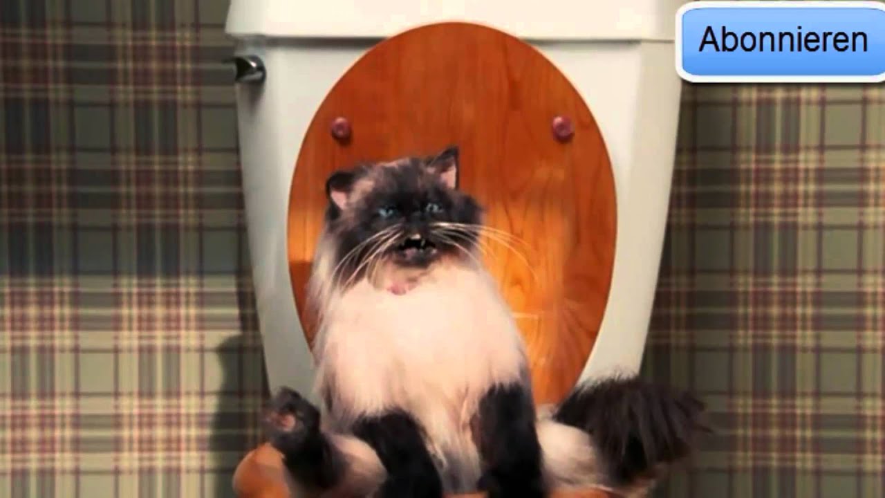 Datemovie Katzen Durchfall Hd