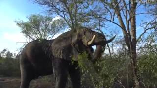 How To Read Elephant Body Language