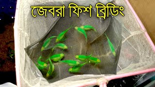 Zebra Fish Breeding.