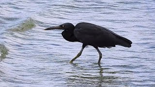 1110920 The Pacific reef heron catching fish at peace island ,Keelung.