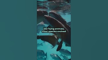 Why animals don