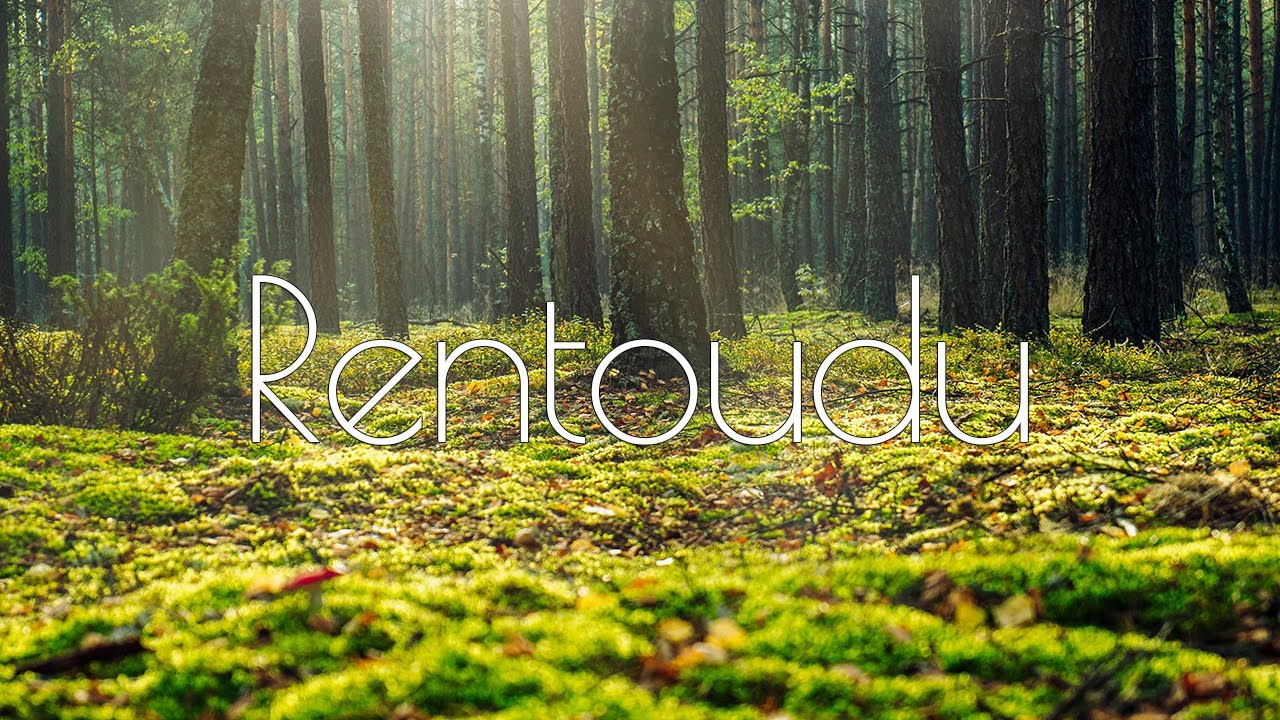 💙 Meditaatiomatka - Hoitava metsä