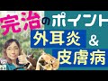 治る・治らないの分かれ道：夏の痒い外耳炎＆皮膚病（治療しているのに良くならない方必見！）