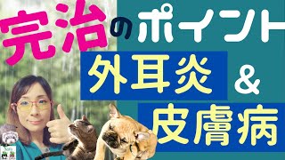 治る・治らないの分かれ道：夏の痒い外耳炎＆皮膚病（治療しているのに良くならない方必見！）
