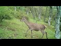 Nafarroako Fauna Navarra Corzo Zorro Tejón Ciervo Jabalí  Fototrampeo Trailcam