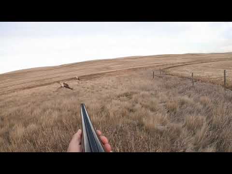 Lov na fazana | Severna Dakota | 2/2