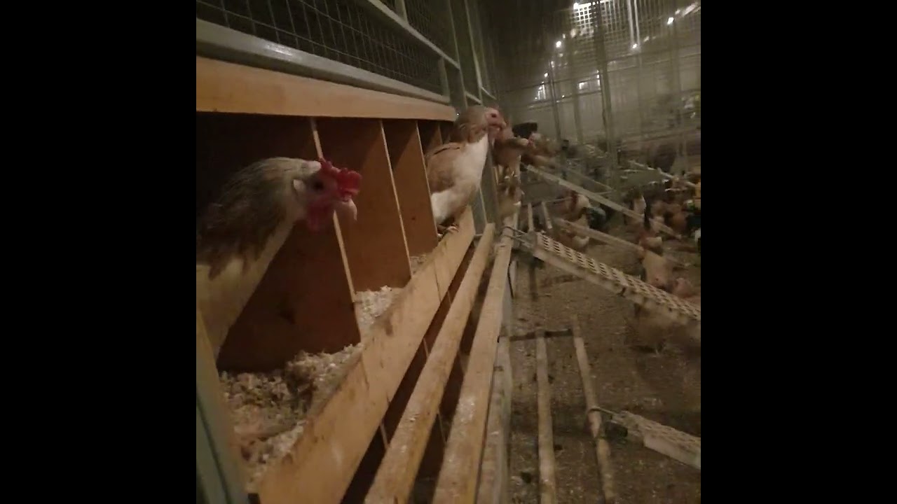 Загорские лососевые куры, созданы и отселекционированы во ВНИТИП.