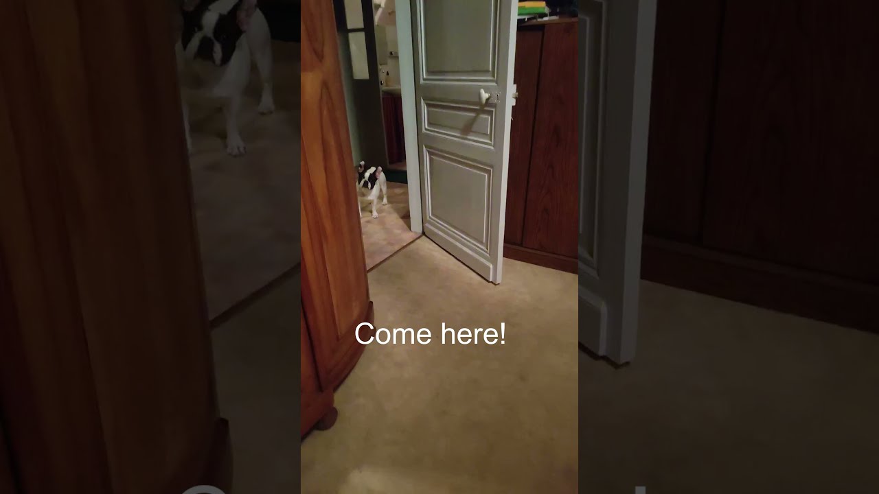 Scolding My Neighbor S Dog For Peeing On The Carpet 