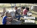 OUR CURRENT MILK ROUTINE