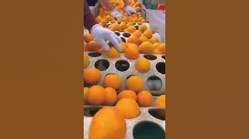 Union Machinery fruit and vegetable size sorting machine. #engineer #engineering #howitsmade #fruit