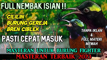PANCINGAN KONIN GACOR FULL NEMBAK ISIAN TONJOLAN MEWAH, COCOK BUAT MASTERAN KOLIBRI NINJA BAHAN