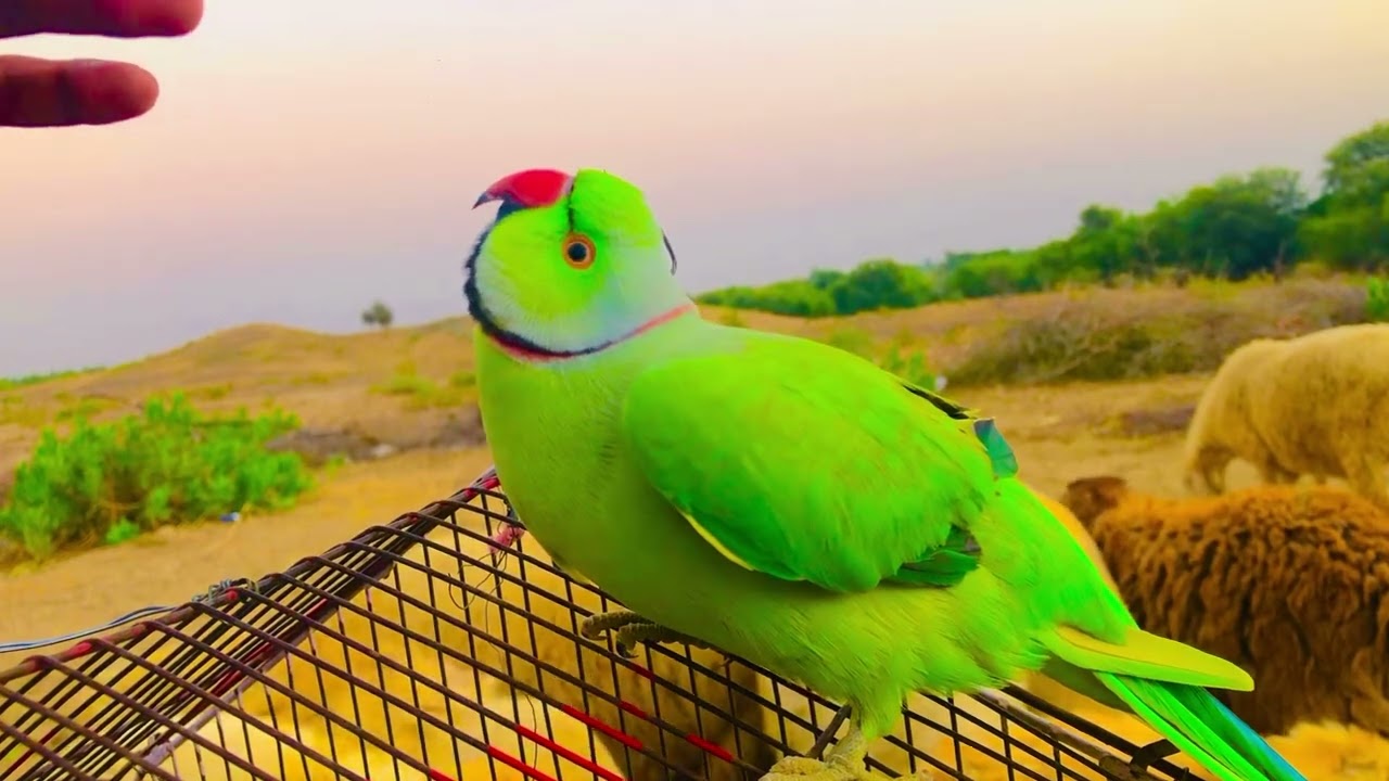 Get ready out  Bard talks, cute expressions, and funny@طوطا