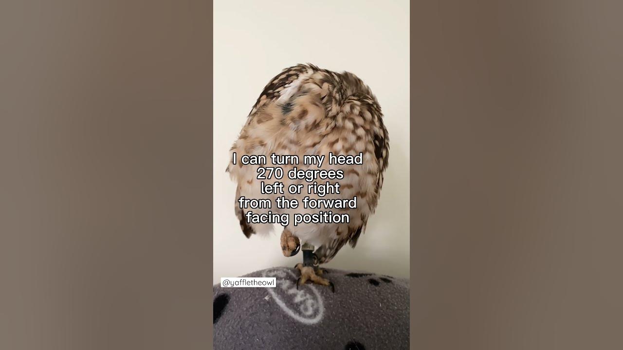 How far can an owl turn its head owl burrowingowl owlfacts 