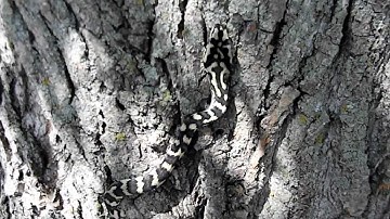 #2 Carpet python climbing cottonwood tree