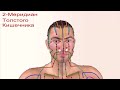 Энергетические каналы 12 парных меридианов человека