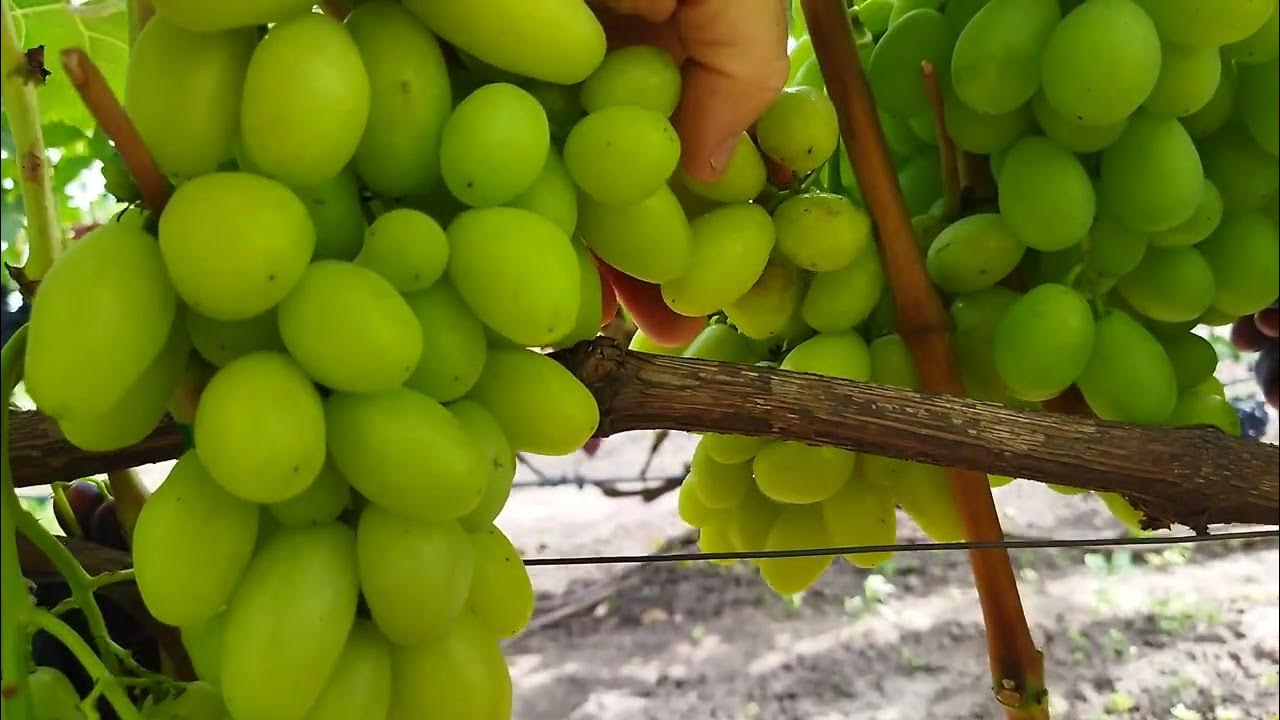 Виноград энергодар описание сорта фото