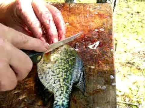 Fillet small crappie - YouTube