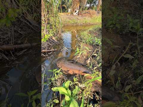 Niatnya mau pasang tajur ikan lele monster, malah strike predator sepanjang 3 meter