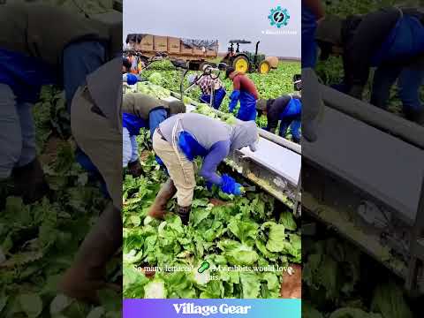 Largest Lettuce