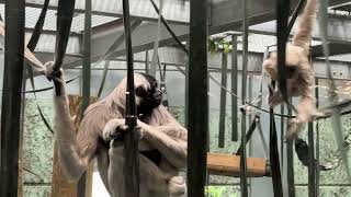 Baby Monkey Playing at Twycross Zoo