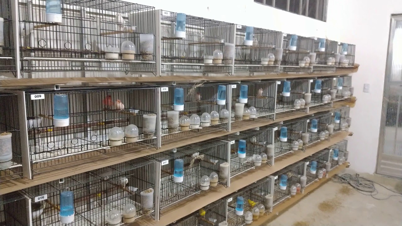 Bebedouro automático (adaptação das aves)