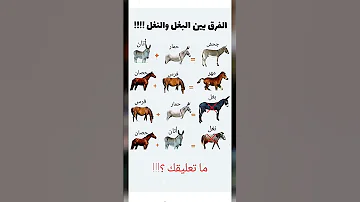 ماذا يحدث عند تهجين بعض الحيوانات تهجين اكسبلور ترند حمار جحش حصان بغل نغل اتان تيك توك 