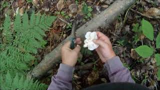 Michigan Mushrooming
