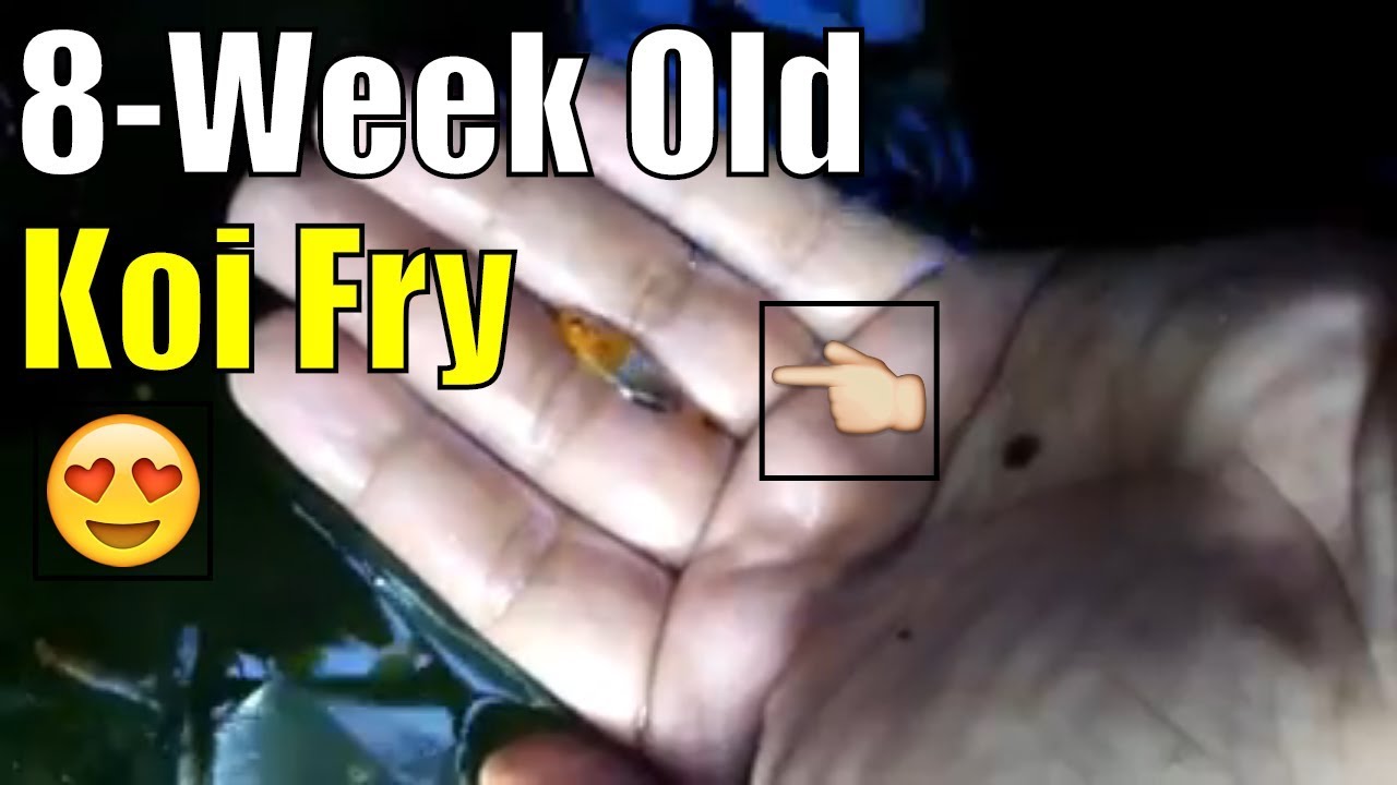 koi fry growth