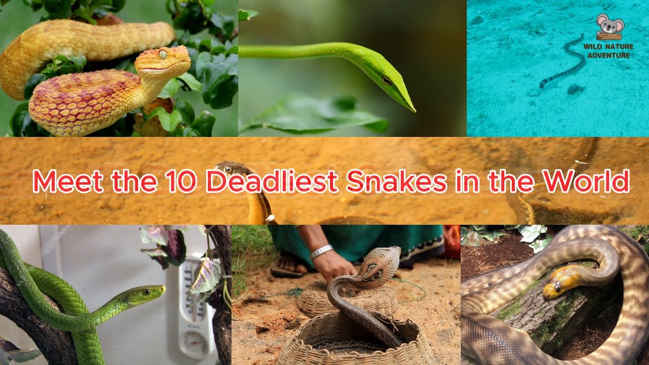 10 Deadliest Snakes in the World - YouTube